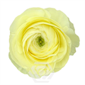 Ранункулус-Ranunculus-Cloni Success Vanilla-50cm-TA 698dbee9-207b-11f0-0a80-1ab70000137c