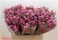 Ваксфлауэр-Chamelacium-Nieks Pride-60cm-55gr 699db39a-450d-11ee-0a80-08d40029af7c