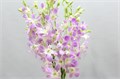 Дендробиум-Dendrobium-Lucy Pink-45cm 69ab1b5f-450d-11ee-0a80-08d40029af7f