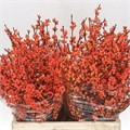 Илекс-Ilex-Winter Gold-70cm-GW 69d8613b-c08c-11f0-0a80-1746000f5792