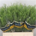 Тласпи-Thlaspi-70cm--FY 69db49eb-bfa6-11ec-0a80-0b4c0008c75d