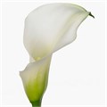 Калла-Zantedechia-Crystal Blush--70cm 69e5c8b4-50d7-11f0-0a80-192300082044