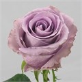 Роза-Rosa-Grey Knights-40cm-PE 69e652f0-a22f-11ed-0a80-0fa500130a74