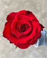 Роза-Rosa-Born Free--50cm-JR 69f53073-2415-11ef-0a80-07ac001a1a59