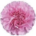 Гвоздика SE-Dianthus SE-Birmania-FC 69fae292-10ac-11f0-0a80-18c8004318b5