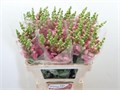 Антирринум-Antirrhinum-Avignon Pink-75cm 6a018d62-137e-11ef-0a80-17b00002d1e9