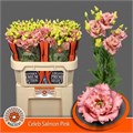Лизиантус G-Lisianthus G-Celeb Sal Pink-72cm 6a01cb22-450d-11ee-0a80-08d40029af82