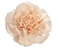Гвоздика SE-Dianthus SE-Lizzy-FC 6a036a26-10ac-11f0-0a80-18c8004318b8