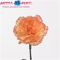Гвоздика SE-Dianthus SE-Peachy Mambo-FC 6a07d654-10ac-11f0-0a80-18c8004318bb