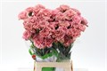 Гвоздика ст-Dianthus st-Copacabana-70cm 0b87c963-bfa4-11ec-0a80-0b4c000692fa