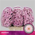 Хризантема сант-Chrysant sant-Miller Pearl-55cm--110gr 6a11dc70-259d-11f0-0a80-053a00087abb