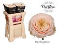 Роза-Rosa-Darlington-60cm-RS 6a145483-6ebe-11ee-0a80-0e5d0001967d