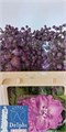 Дельфиниум-Delphinium-Du Delp Pi Pow-70cm 6a23afc8-137e-11ef-0a80-17b00002d1ef
