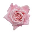 Роза-Rosa-Sweet Escimo-60cm-NR 6a2e7355-f052-11ef-0a80-18eb000de05c