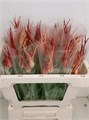 Фритилярия-Fritillaria-Ov-45cm 6a3340aa-137e-11ef-0a80-17b00002d1f5