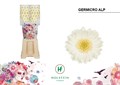 Гербера-Gerbera-Na Diamond Germicro Alp-50cm 6a48a214-137e-11ef-0a80-17b00002d1fe
