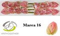 Антуриум-Anthurium-A Marea-cm 6a5a3feb-450d-11ee-0a80-08d40029af85