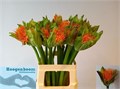 Скадоксус-Scadoxus-M Flame-60cm 6a60927c-137e-11ef-0a80-17b00002d204
