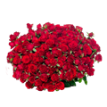 Роза куст-Rosa sp-Velvet Blossom-50cm-Si 6a62911a-f9d7-11f0-0a80-18170005cb82