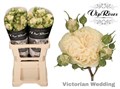 Роза куст-Rosa tr-Victor Wedding+-60cm 6a652a2c-bfa5-11ec-0a80-0b4c0007e5d6