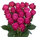 Роза куст-Rosa sp-Dima Bombastic-50cm-Si 6a659ee4-f9d7-11f0-0a80-18170005cb85