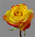 Роза-Rosa-High & Yellow Magic-50cm-QA 0b90845f-6aa0-11ed-0a80-0cc10001dcbf