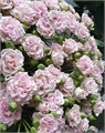 Роза куст-Rosa tr-Sweet Flow-50cm 6a7732ce-bfa5-11ec-0a80-0b4c0007e5e9