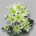 Хризантема сант-Chrysant sant-Aaa Anura Gree-55cm-100gr 6a967cb3-137e-11ef-0a80-17b00002d210