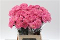 Гвоздика ст-Dianthus st-Cl Feminine Minami-65cm 0b9331a9-bfa4-11ec-0a80-0b4c00069303