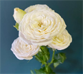 Роза куст-Rosa tr-White Yo-yo--60cm 6aa9e7ca-bfa5-11ec-0a80-0b4c0007e621