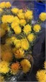 Василек желтый (Краснодар) 6aaaca72-4abc-11f0-0a80-092600524ef3