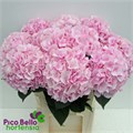 Гортензия-Hydrangea-M Verena-/80cm 6abbc434-1382-11ef-0a80-064b000b9c22