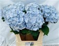Гортензия-Hydrangea-М Ch Verena Bl-//80cm 6abead28-6b20-11f0-0a80-137e002352ac