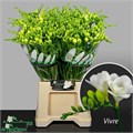 Фрезия-Freesia-Du Vivre-52cm-24gr 6ac2c65b-137e-11ef-0a80-17b00002d219