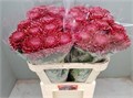 Хризантема одн-Chrysant Gr-Bigoudi Red-75cm-110gr 0b93b352-bfa6-11ec-0a80-0b4c00086db7