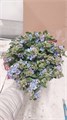 Оксипеталум-Tweedia-60cm-FY 6ac3def2-bfa6-11ec-0a80-0b4c0008c822