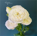 Роза куст-Rosa tr-White Yo-yo-50cm 6ad0c4aa-bfa5-11ec-0a80-0b4c0007e646