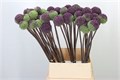 Аллиум-Allium-Summer Drummer-95cm 6ae35c98-5729-11ef-0a80-02710027102d