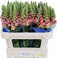 Антирринум-Antirrhinum-Toulon Apricot-75cm 6aedc9e4-5729-11ef-0a80-027100271030