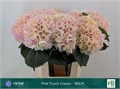 Гортензия-Hydrangea-M My Pinktou Cl-/80cm 6af146d1-37fc-11f0-0a80-03080013dcfb
