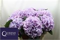 Гортензия-Hydrangea-M Royal Benefit-70cm 6afb41f7-137e-11ef-0a80-17b00002d221