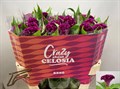 Целозия-Celosia-C Mystic-75cm 6b06cdba-5729-11ef-0a80-027100271033
