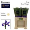 Ирис-Iris-Blue Magic Ss-64cm-40gr 6b142a1e-137e-11ef-0a80-17b00002d224