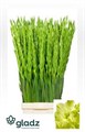 Гладиолус Gr-Gladiolus Gr-Kio-110cm-160gr 6b2e6501-5729-11ef-0a80-027100271039