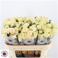 Роза куст-Rosa tr-Summerrose-70cm 6b39a1f7-bfa5-11ec-0a80-0b4c0007e6f0