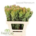 Леукадендрон-Leucadendron-Nervosum-60cm 6b3fc8cd-137e-11ef-0a80-17b00002d22a