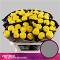 Хризантема одн-Chrysant Gr-Leto-70cm-95gr 6b5174d4-137e-11ef-0a80-17b00002d22d