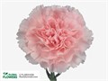 Гвоздика SE-Dianthus SE-Doncel-/FC 6b5815b8-5ebd-11ee-0a80-1089000cc868