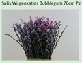 Саликс-Salix-Pussy Willow Bubblegum-GW 6b641224-04a6-11f0-0a80-09d3001de576