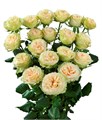 Роза куст-Rosa sp-Summer Rose--50cm-Si 6b6e11bb-45a8-11ef-0a80-0474000a340c